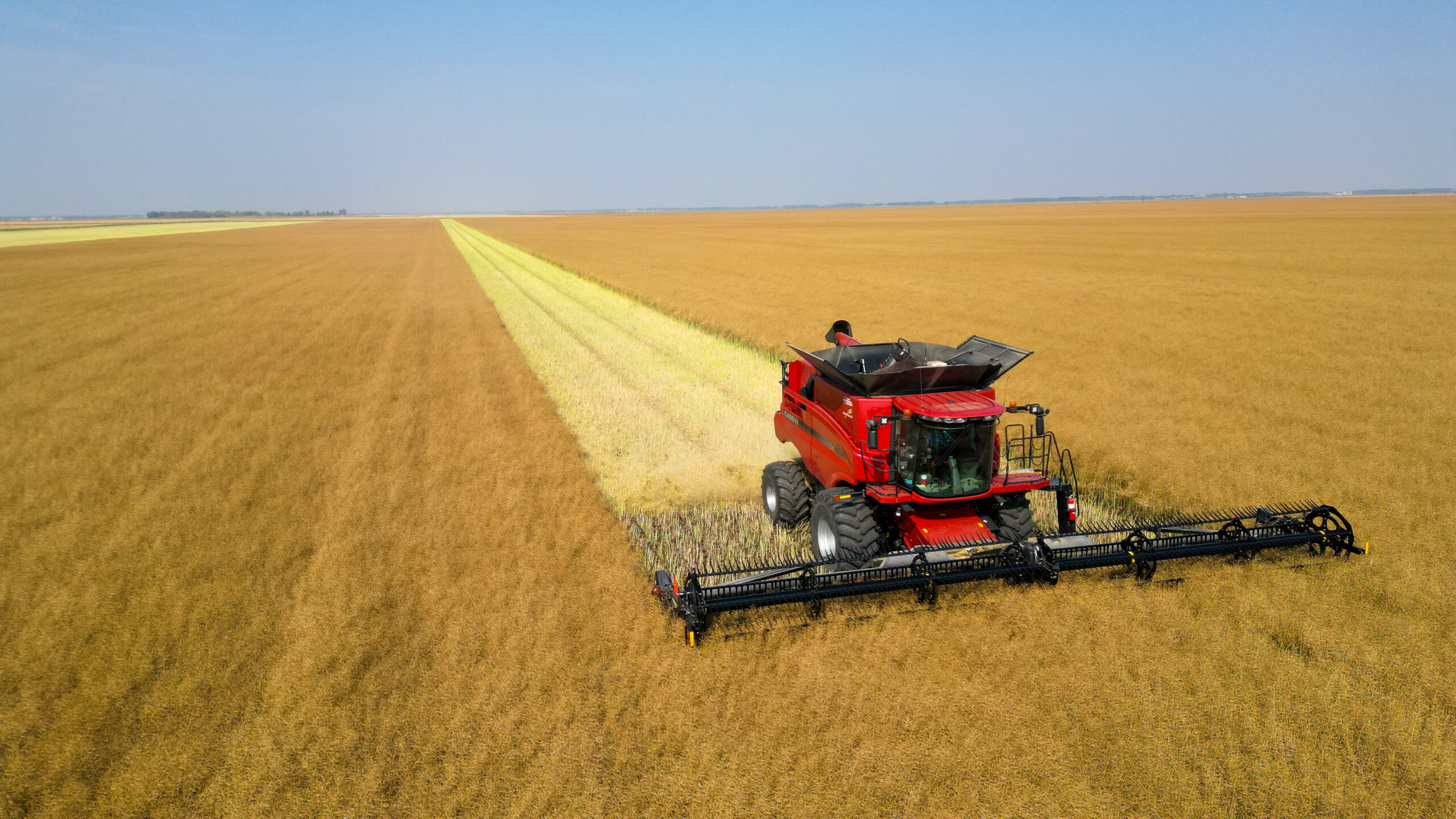 Combine Harvesting Canola